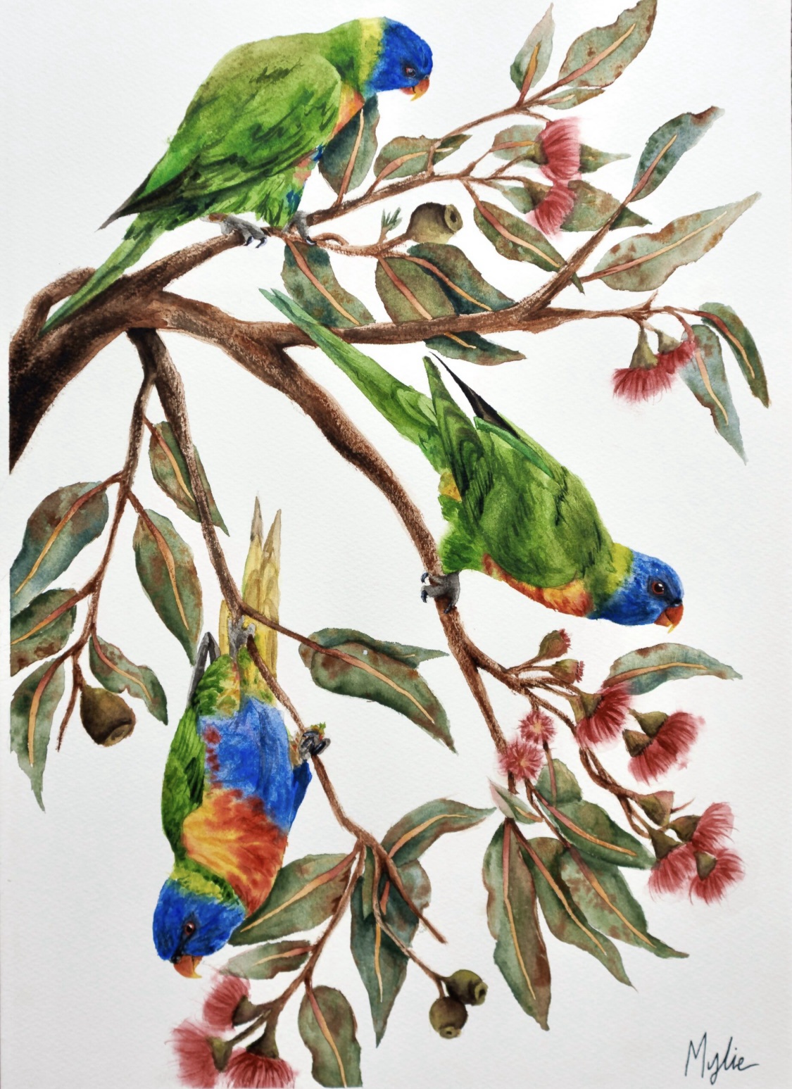 original gumnut forage painting of rainbow lorikeets
