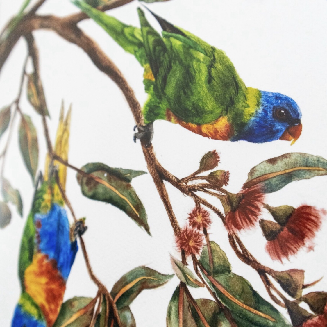 original gumnut forage painting of rainbow lorikeets