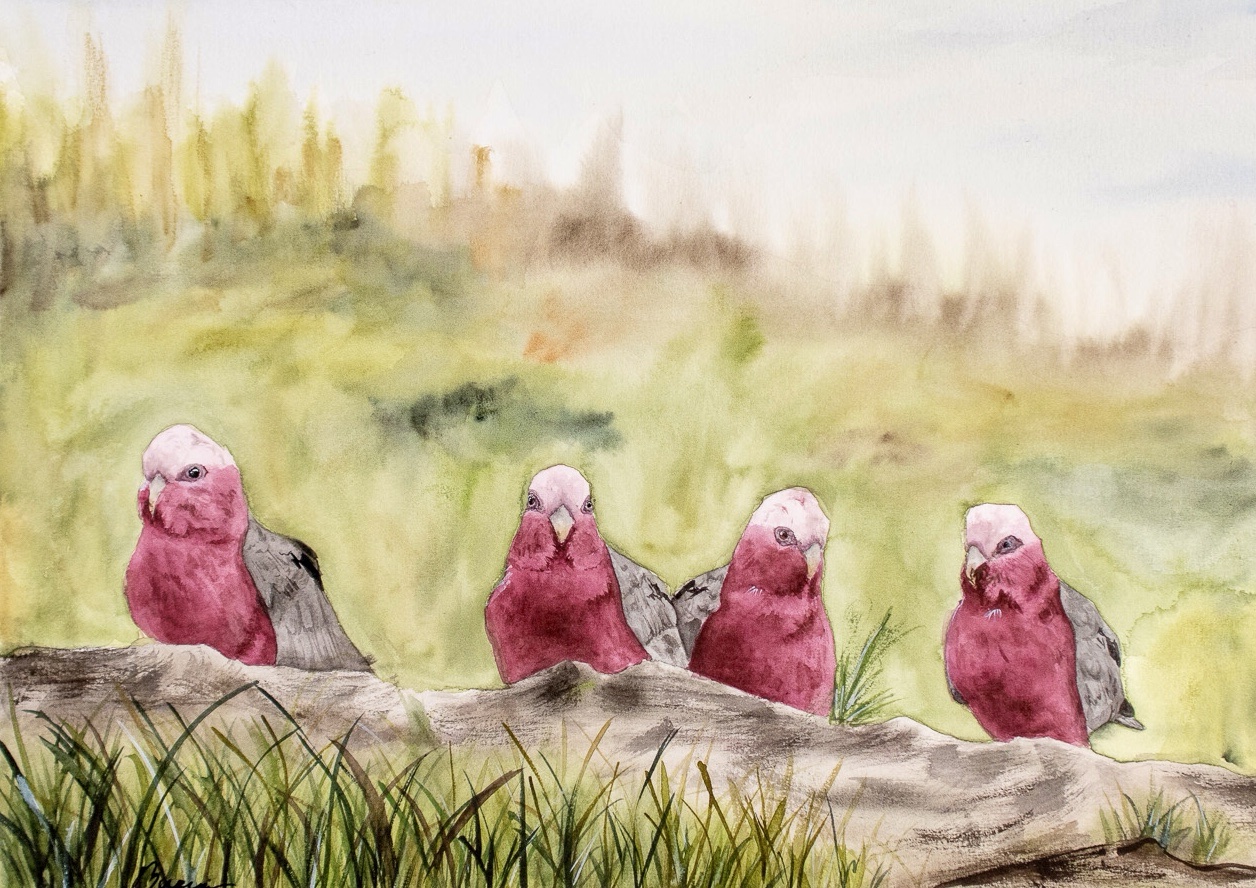 Feeding Galahs | Original Painting A3