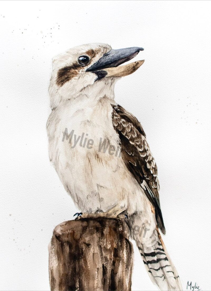 “Kookaburra Reign” ORIGINAL Artwork
