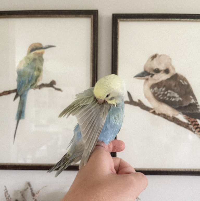 orginal watercolour commissions - photo from client with her pet budgie