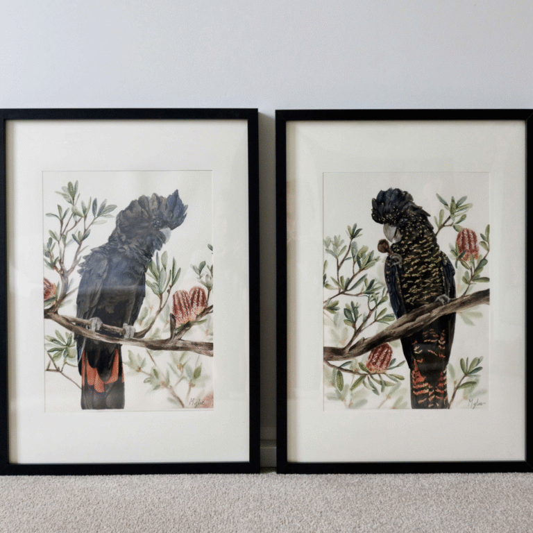 custom red tailed black cockatoo artworks