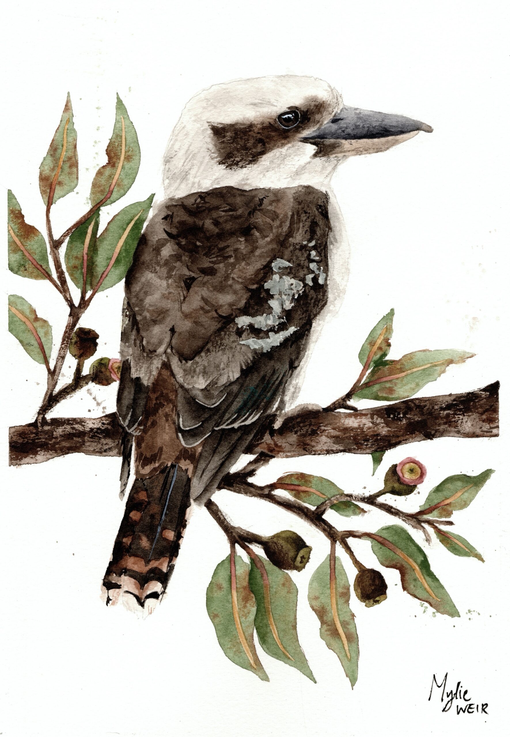 “Native Kookaburra” ORIGINAL Artwork