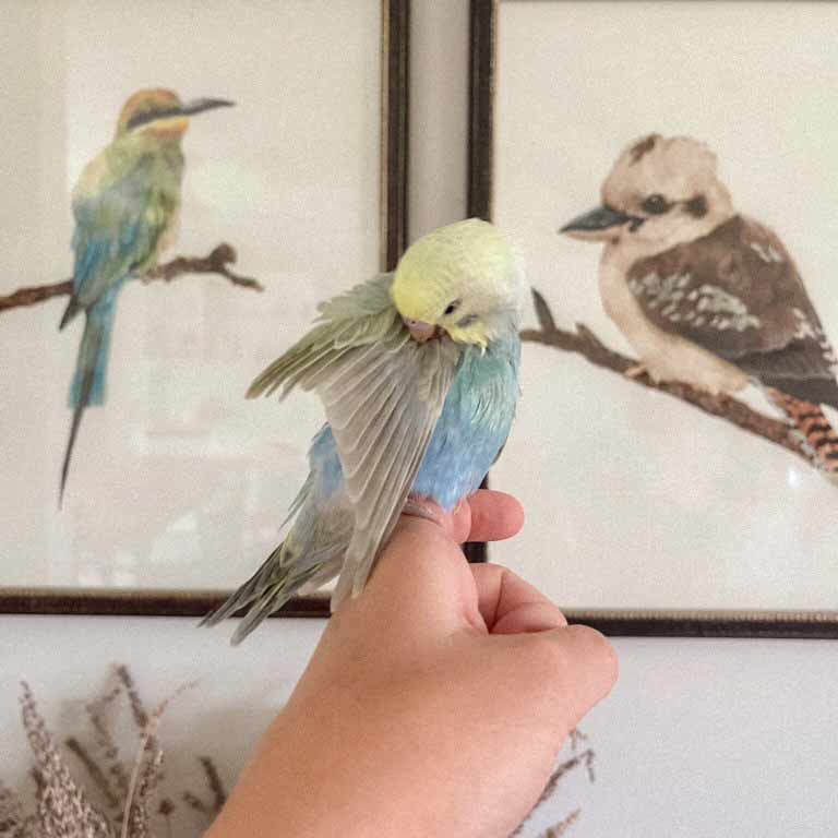 Bird commission