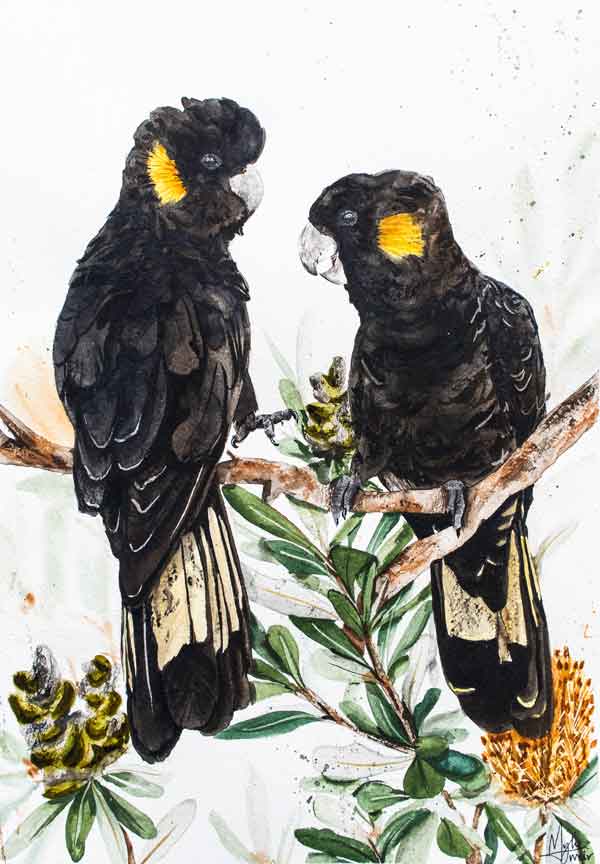 yellow tail of two original watercolour artwork